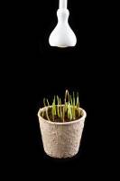 Croissance de coléoptiles de Blé avec éclairage anisotrope